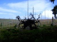 51 hirschgspreng an der grenze